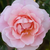 Roza - Stara vrtna vrtnica - Fritz Nobis®